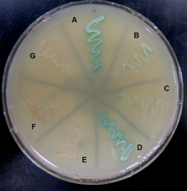 Yeast two hybrid screen: Blue streaks show interactions occurring